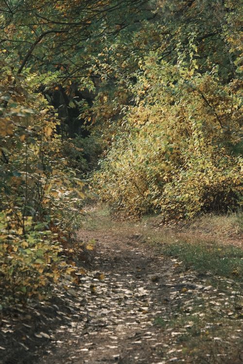 Free Tranquil forest path surrounded by colorful autumn foliage in Pylypovychi, Kyiv Oblast, Ukraine. Stock Photo
