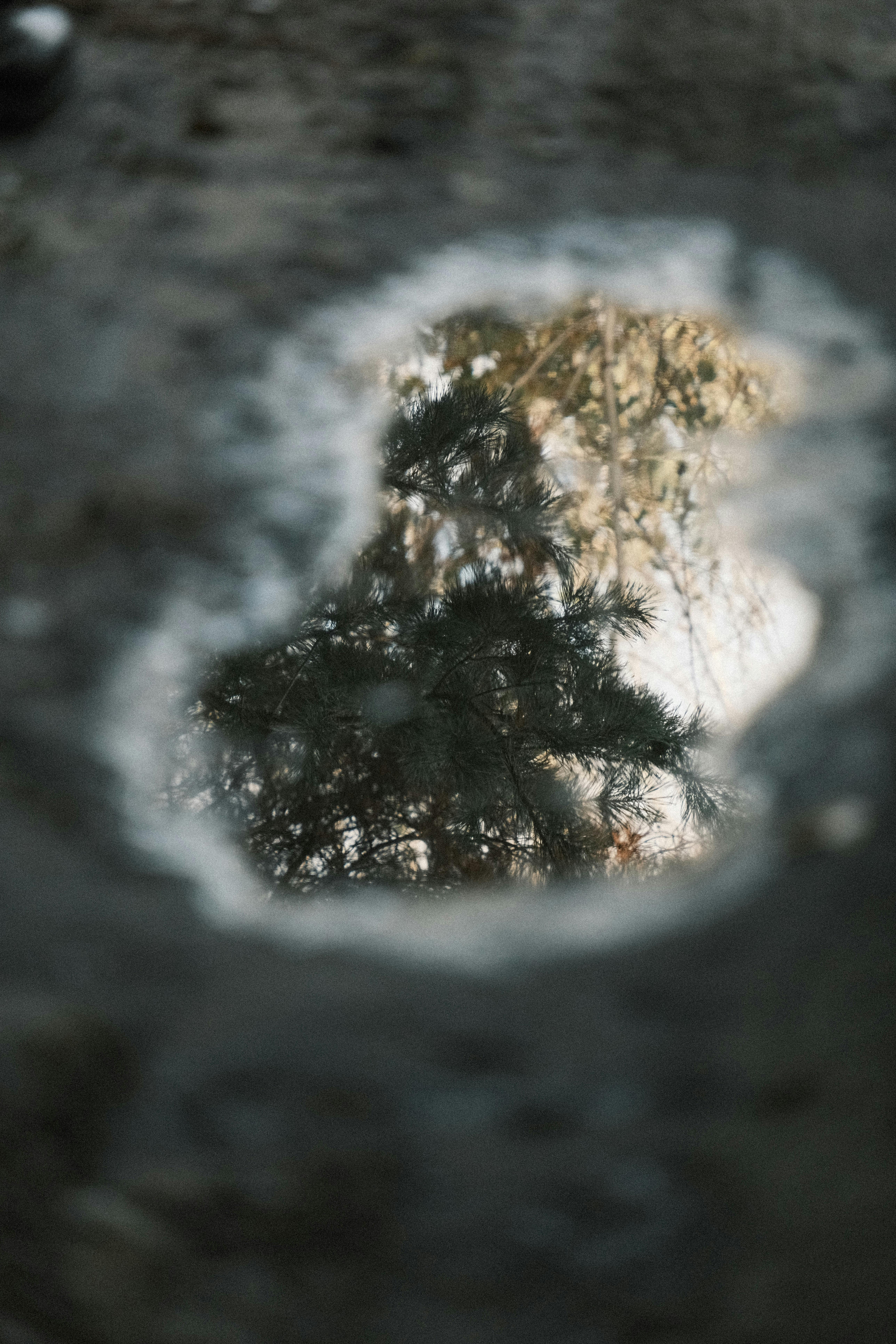 gratis Weerspiegeling van een dennenboom in een plas water op straat in Kiev, Oekraïne. Stockfoto