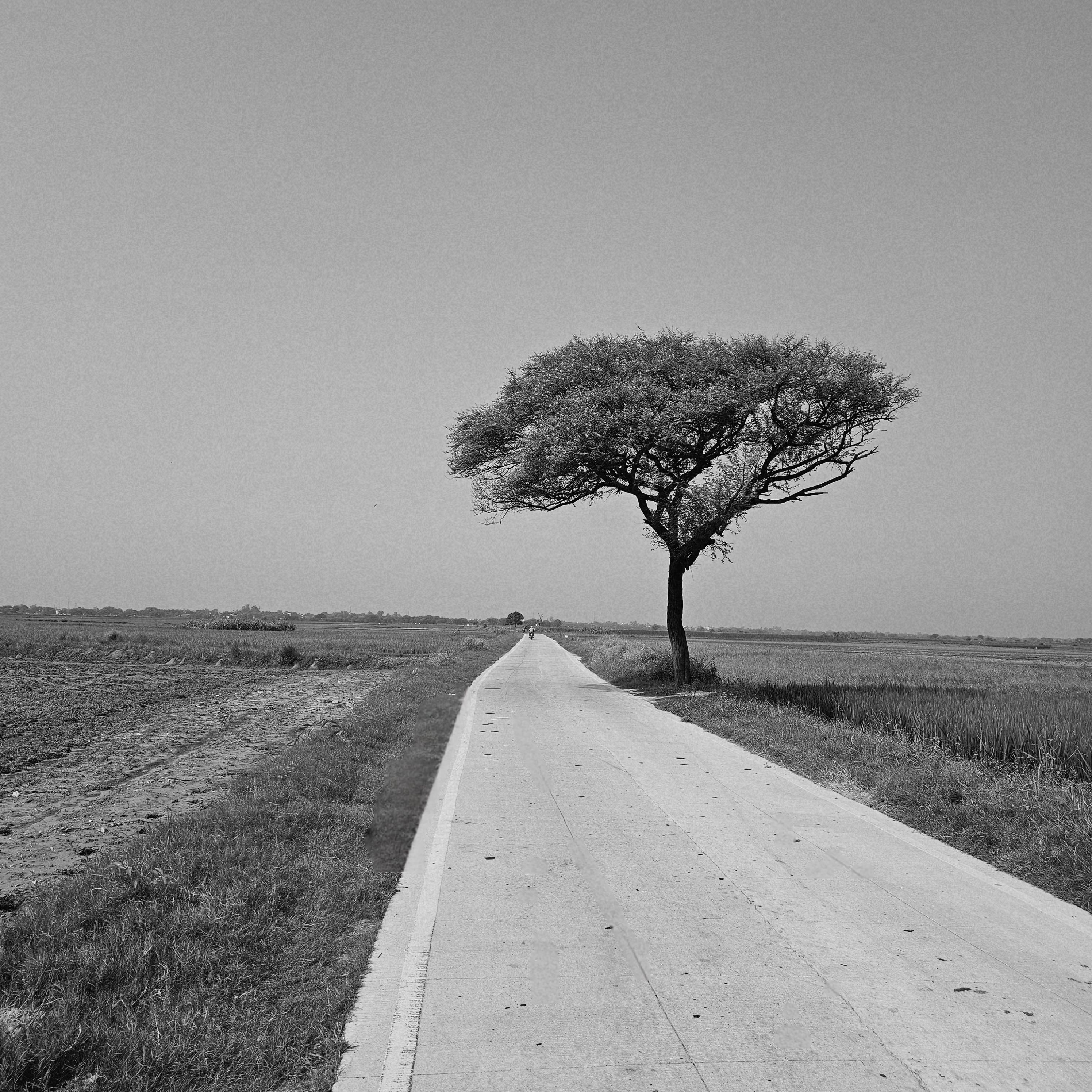 Lone Tree on Rural Road in Black and White · Free Stock Photo