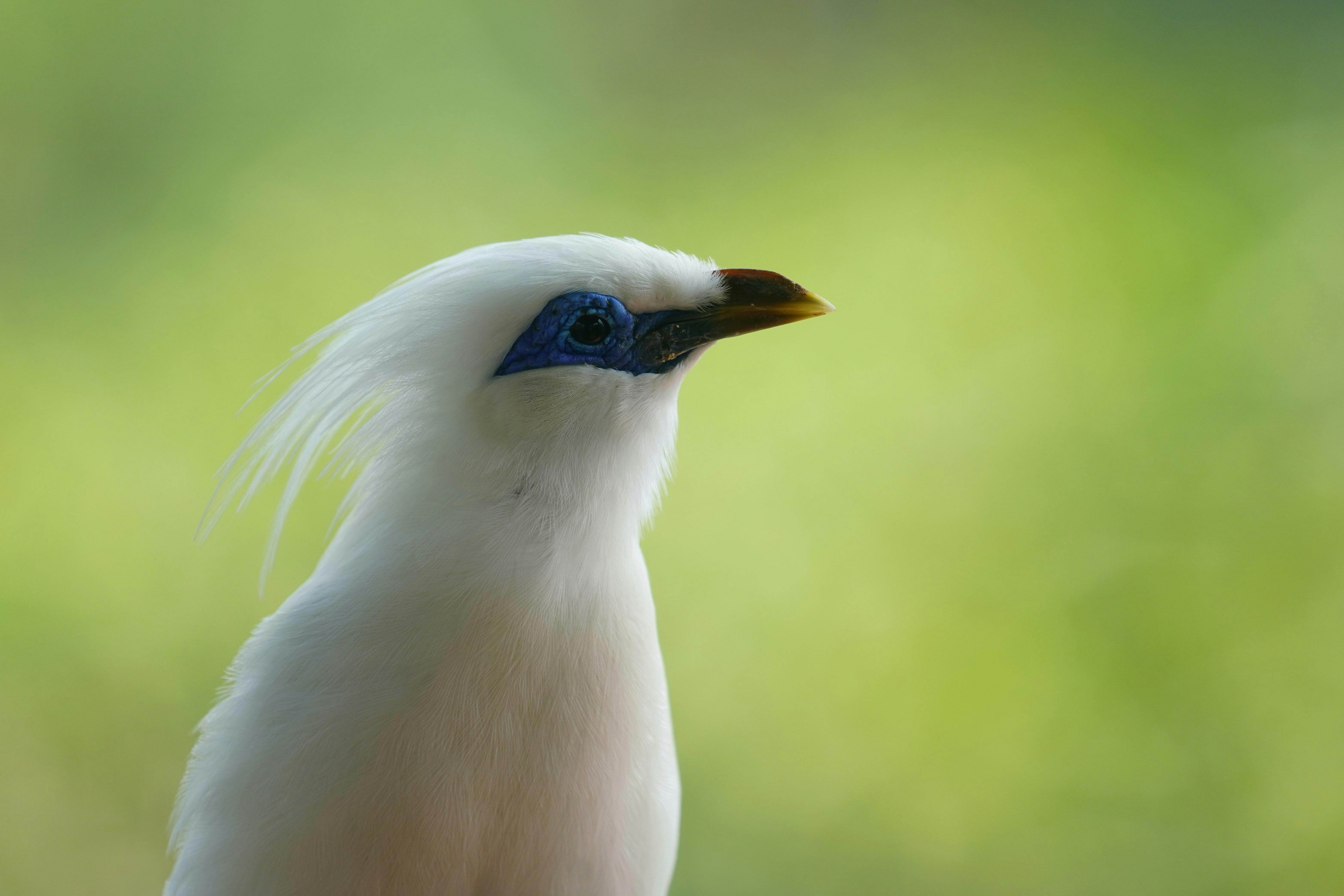 Bird Migration Journeys: Why Do Birds Migrate?