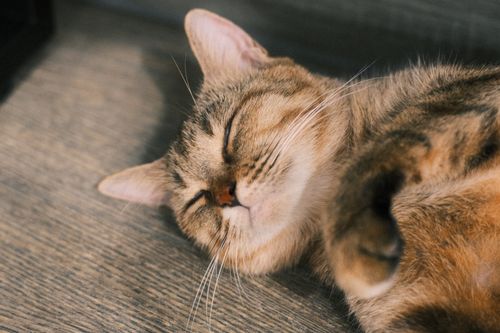 Free Adorable cat peacefully sleeping on a wooden floor. Cozy and tranquil vibe. Stock Photo