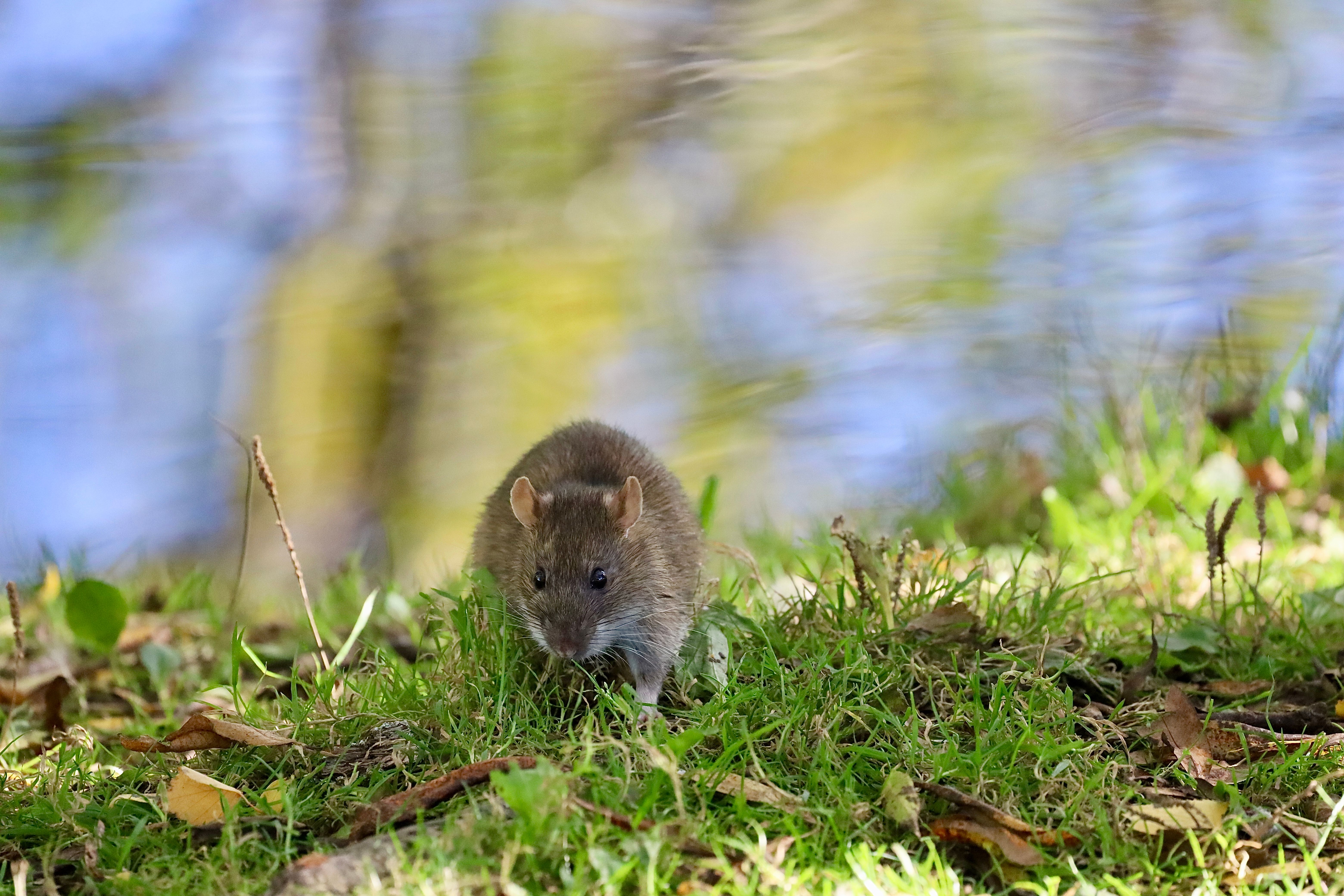Portrait of a rat at a veterinary clinic