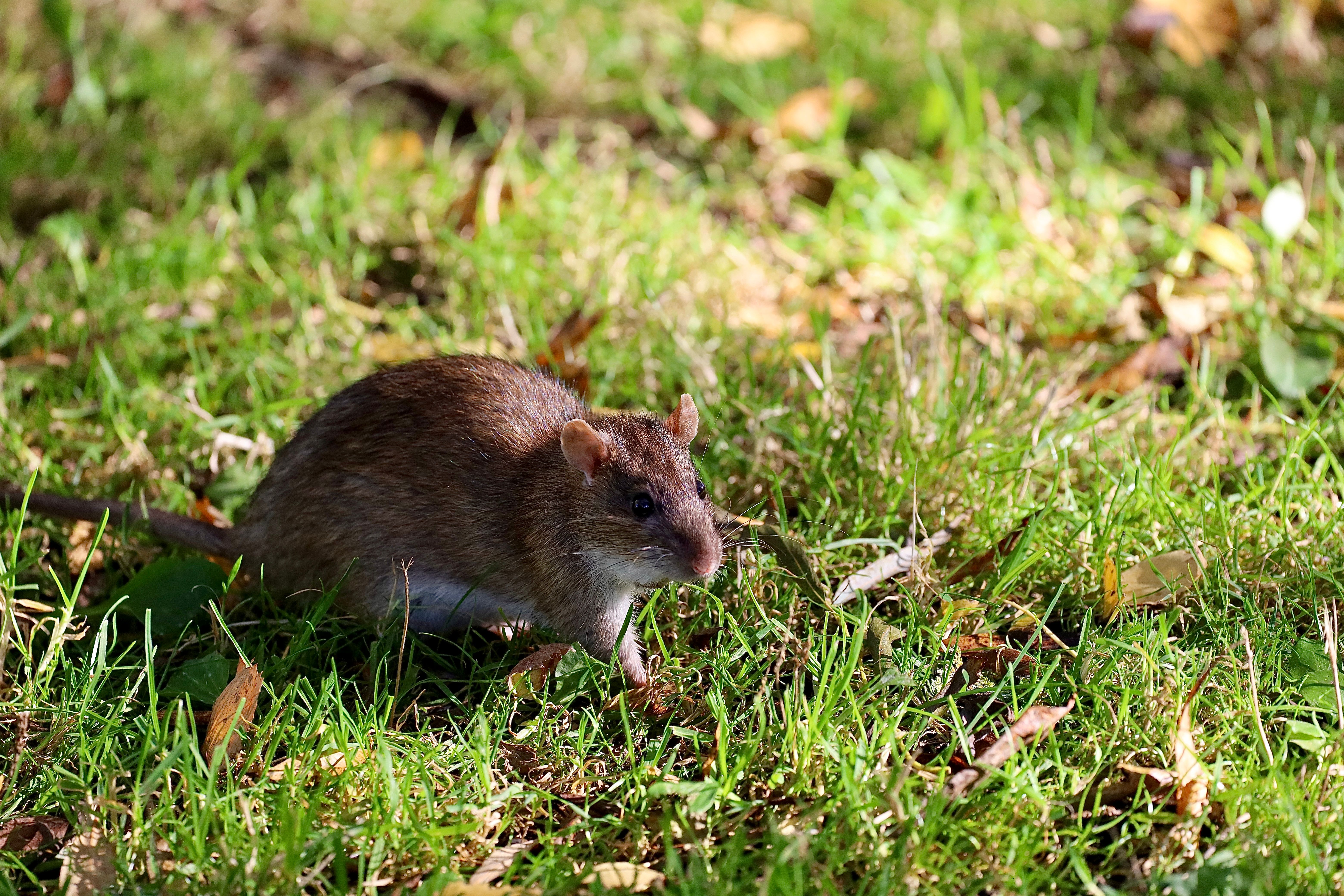 Wild Rat in Autumnal Grass Setting · Free Stock Photo