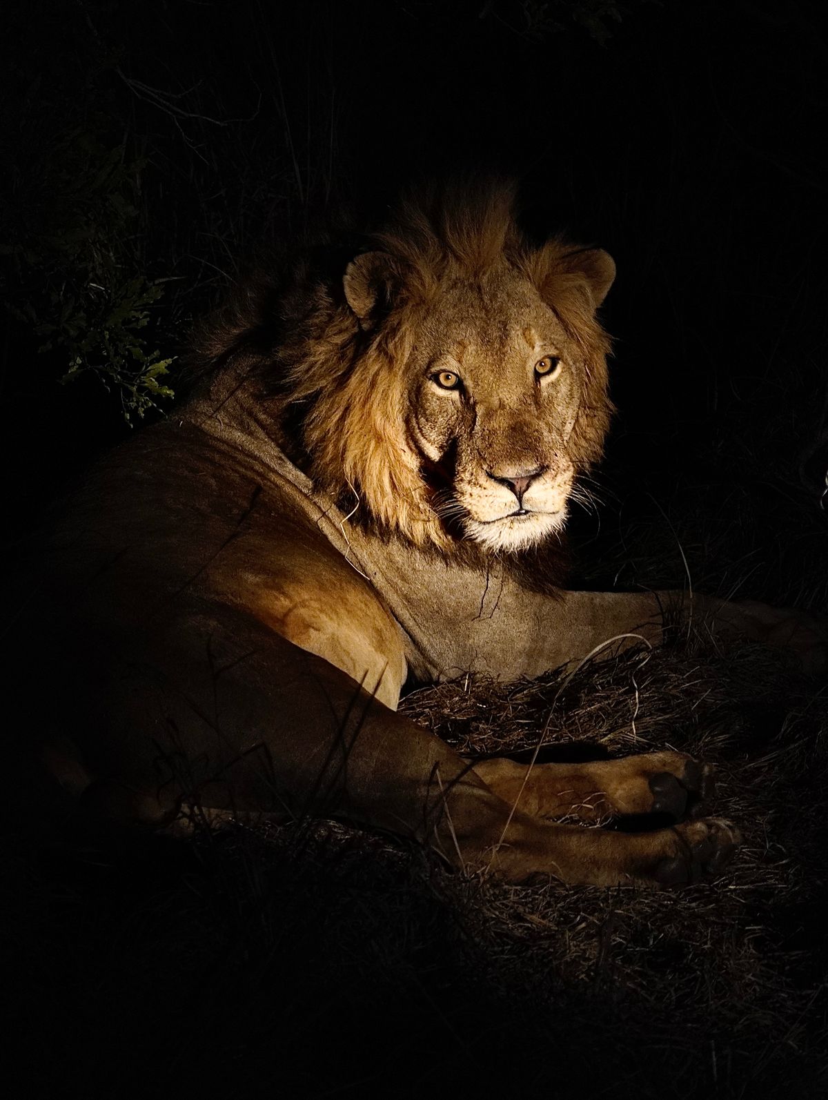 Lion resting at night in Tarangire