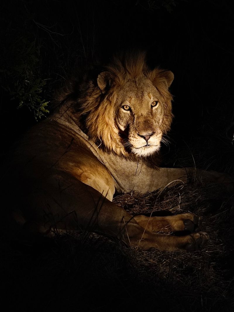 Majestic lion resting in night spotlight