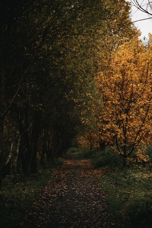 Free Pathway through a forest with vivid fall colors and fallen leaves. Stock Photo