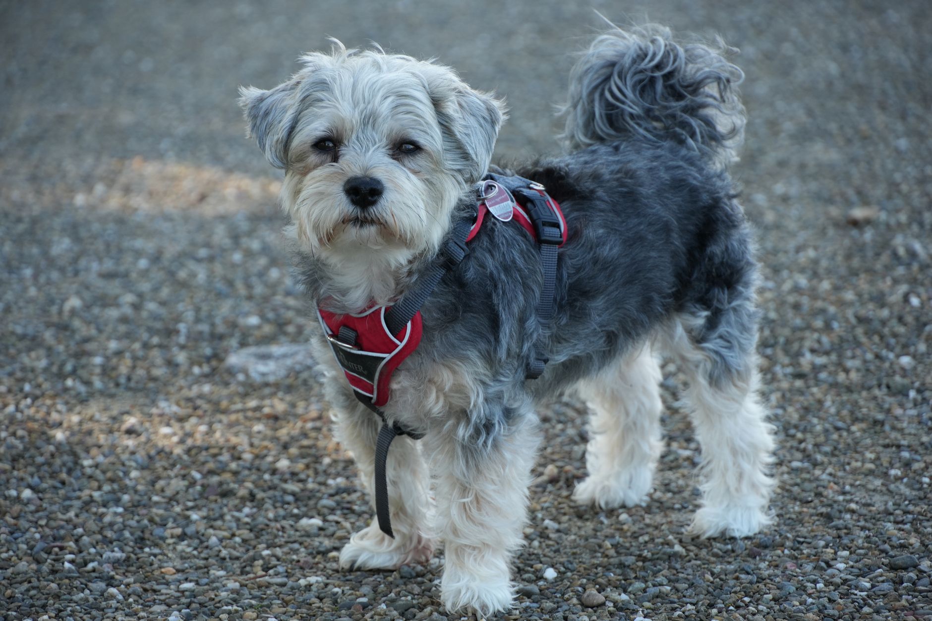 Best Dog Harnesses for Small Dogs 2026