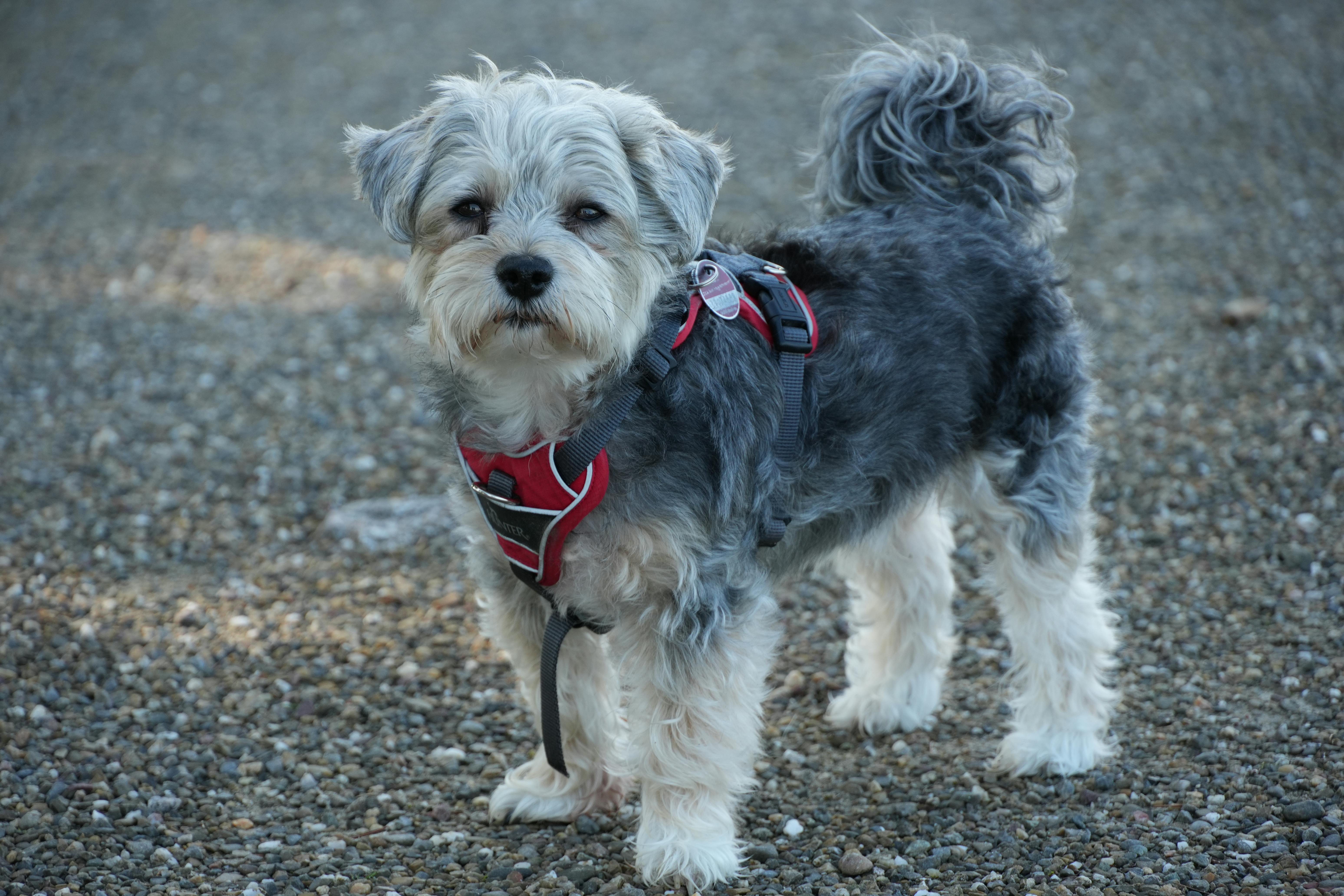 Photograph of a Miniature Schnauzer · Free Stock Photo, image size:6192x4128