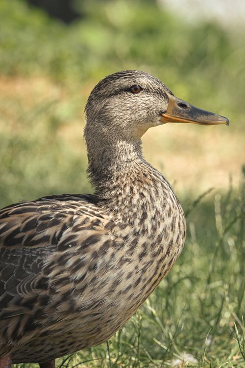 Free Detailed shot of a mallard duck outdoors in summer. Stock Photo
