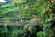 郁郁葱葱的丛林中，壮丽的景色下，一名旅行者正穿过一座吊桥
