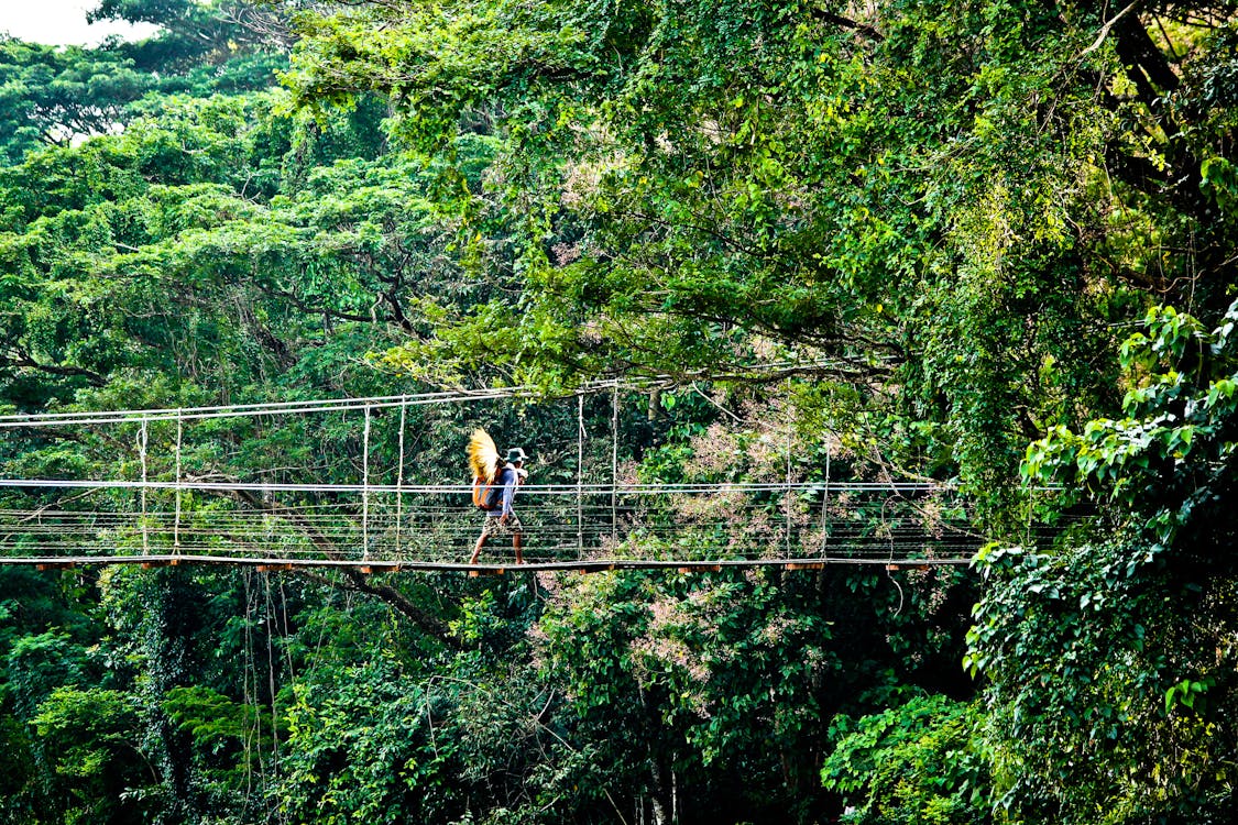 Person Walking on Hanging Bridges Near Trees