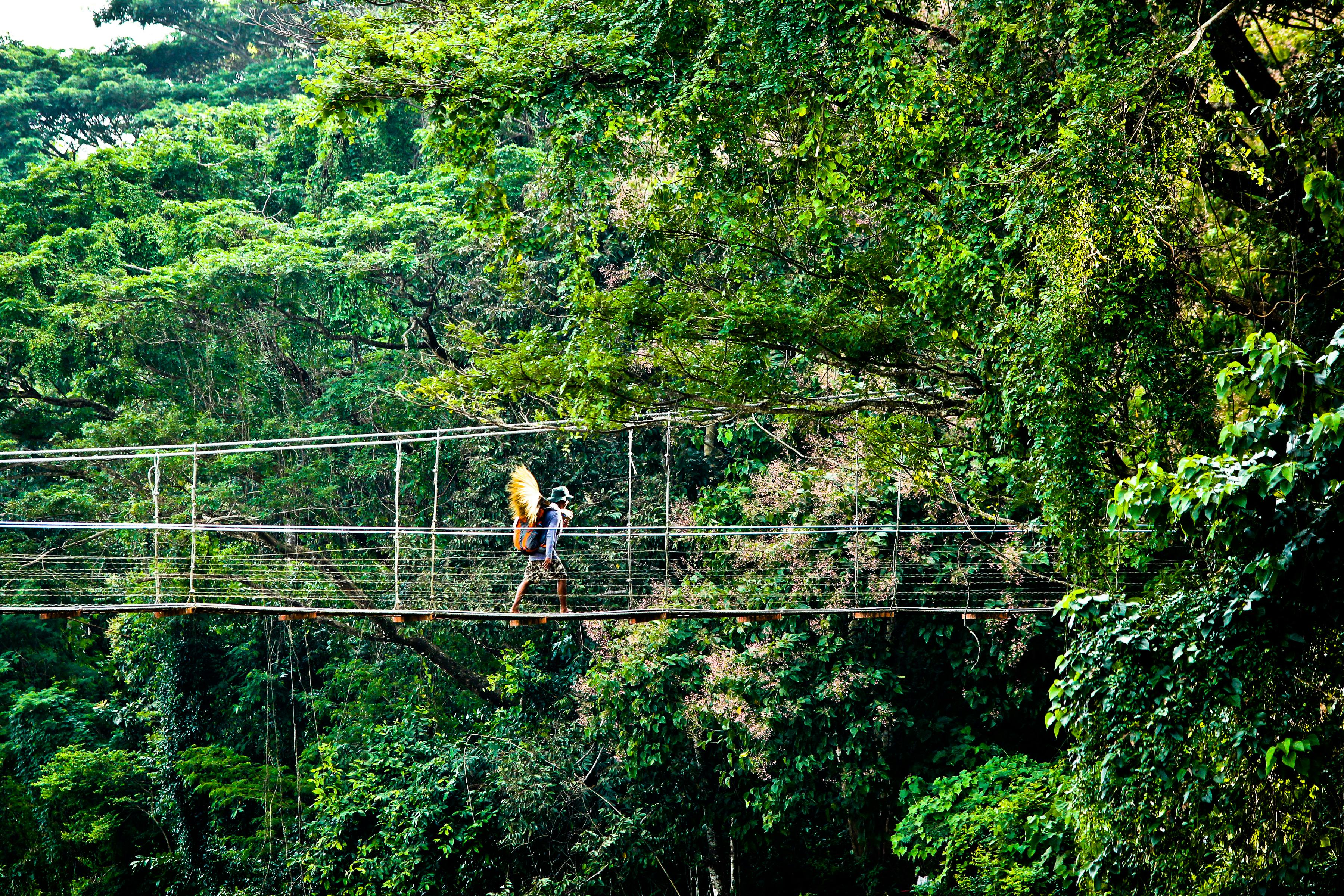 Person Walking on Hanging Bridges Near Trees · Free Stock Photo
