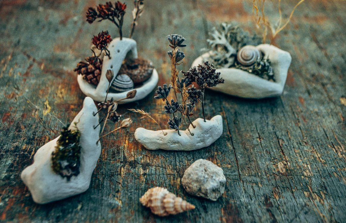 Rustic Core Shells Artistic Still Life with Shells on Rustic Surface · Free Stock Photo
