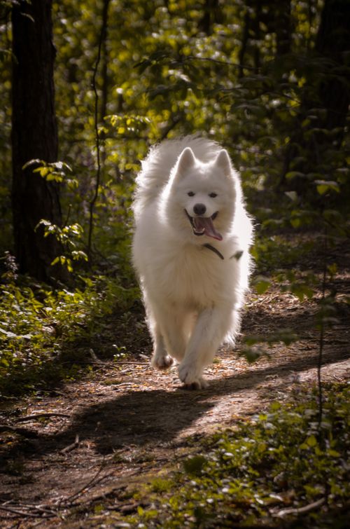 Free Beautiful Samoyed dog joyfully running on a forest trail in Ukraine. Stock Photo