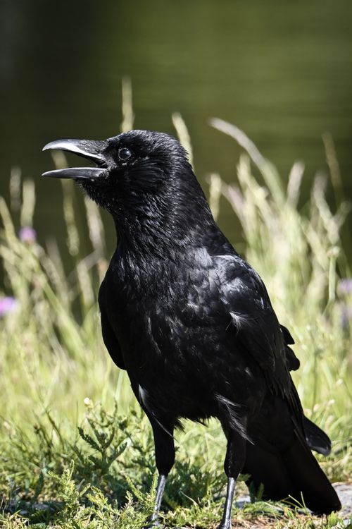 Close-up of a Black Crow with Open Beak Outdoors · Free Stock Photo
