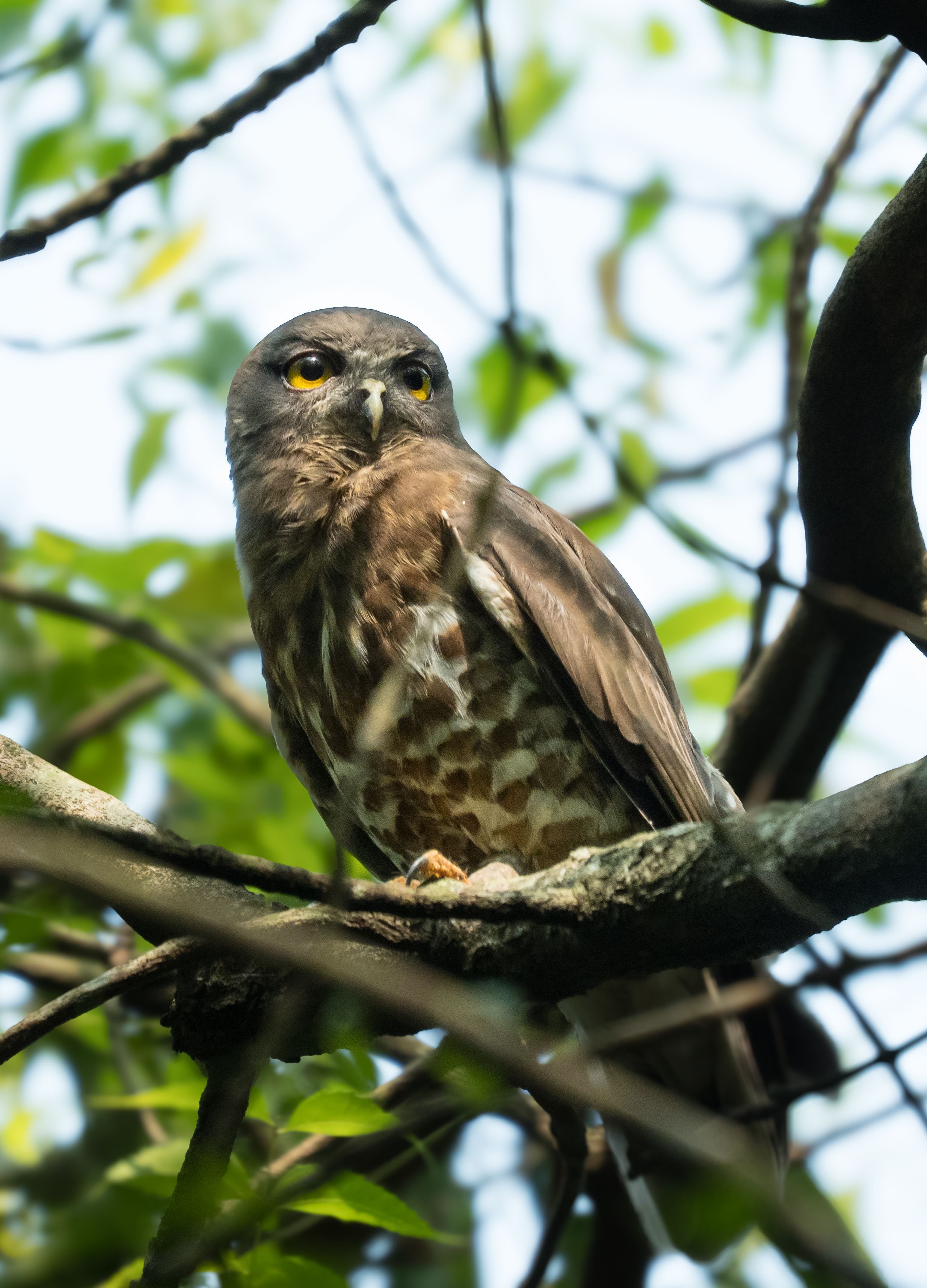 Crested Hawk-Eagle Perched on Tree Branch in India · Free Stock Photo