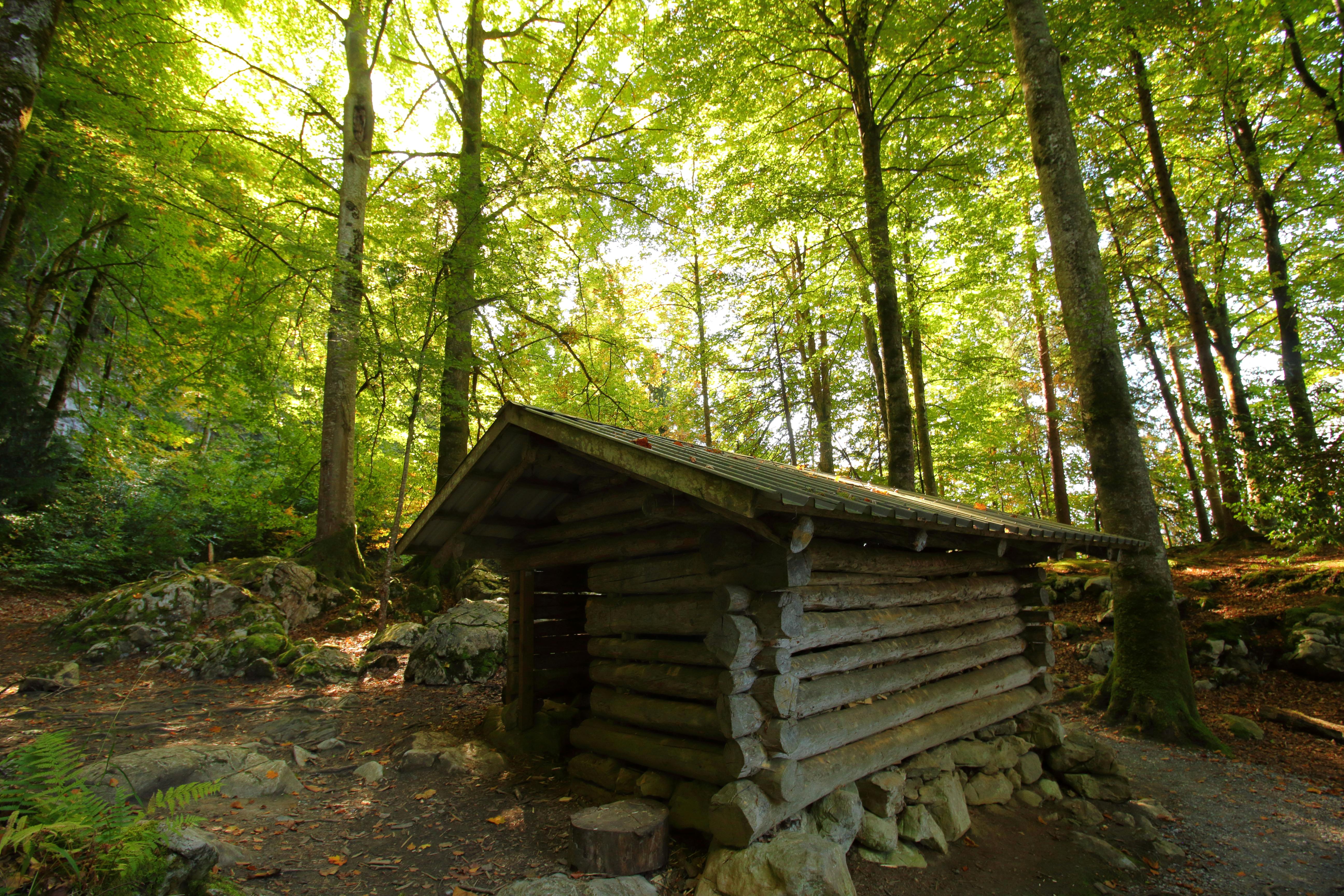 Log Ridge Shelter
