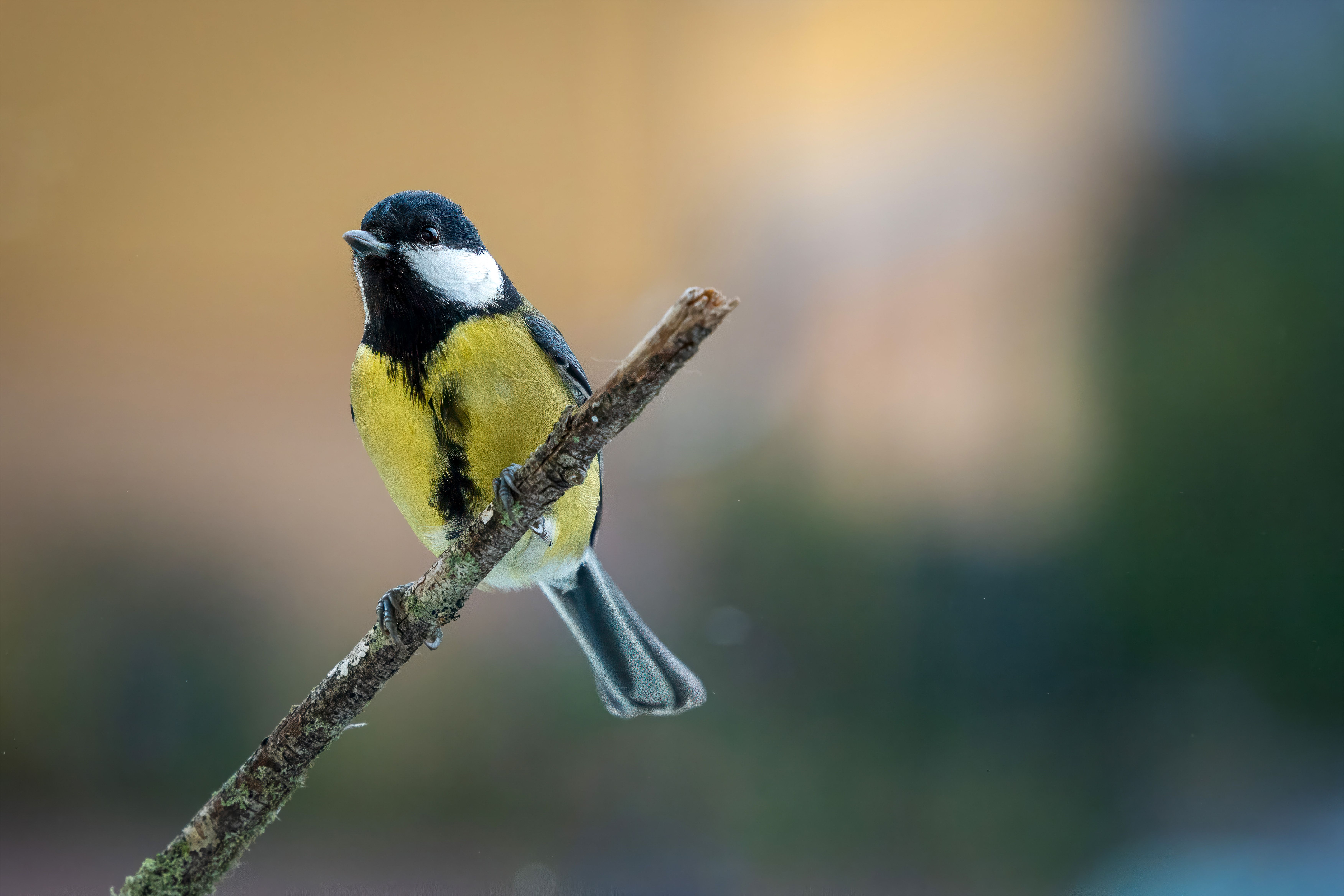 A detailed image of a coal tit perched on a branch with colorful background.