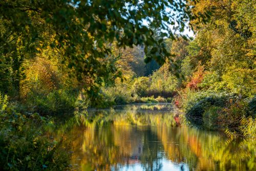 Free A peaceful autumn landscape with vibrant foliage and a reflective river in a forest. Stock Photo