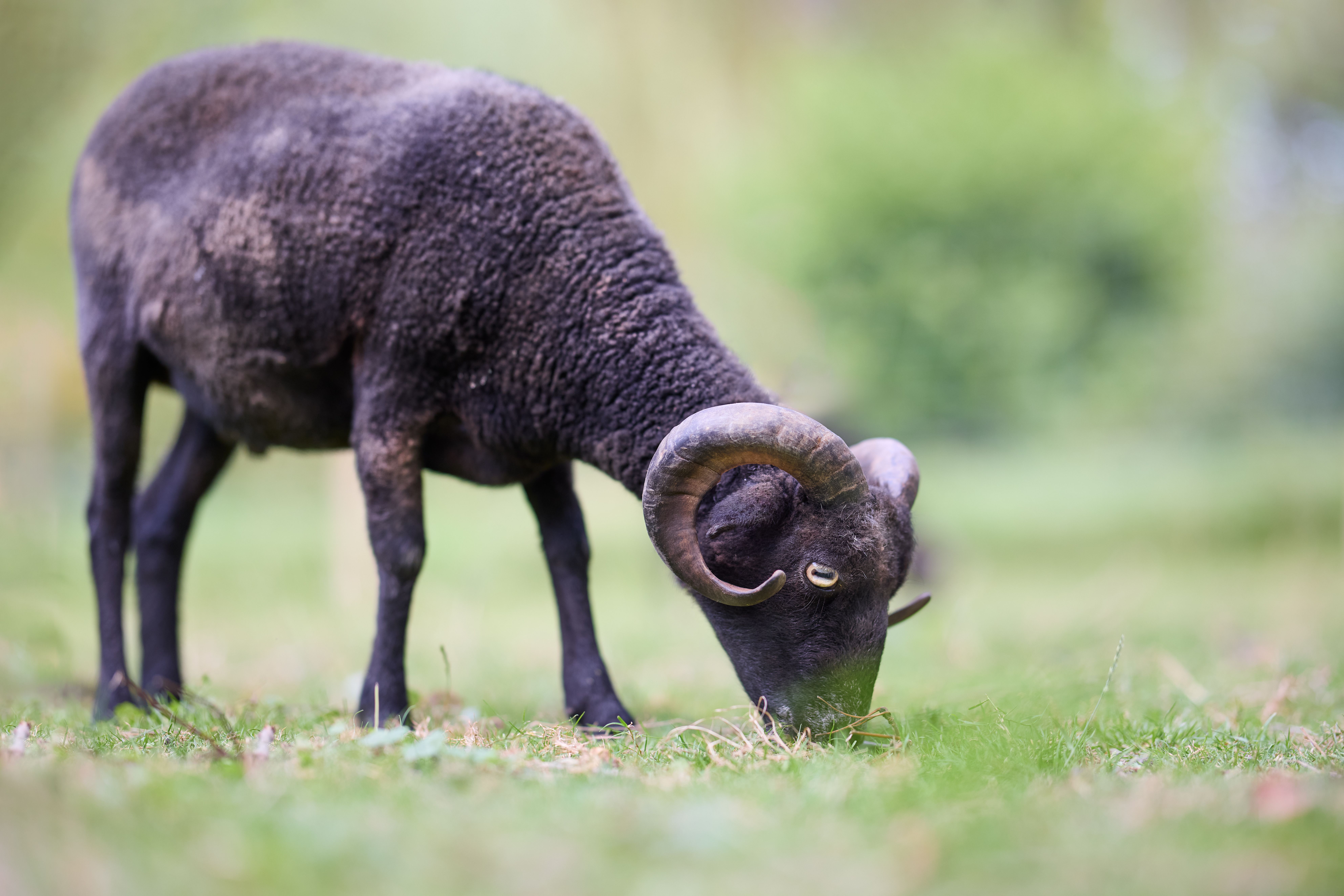 Can You Eat Ram Meat? - Chef's Resource