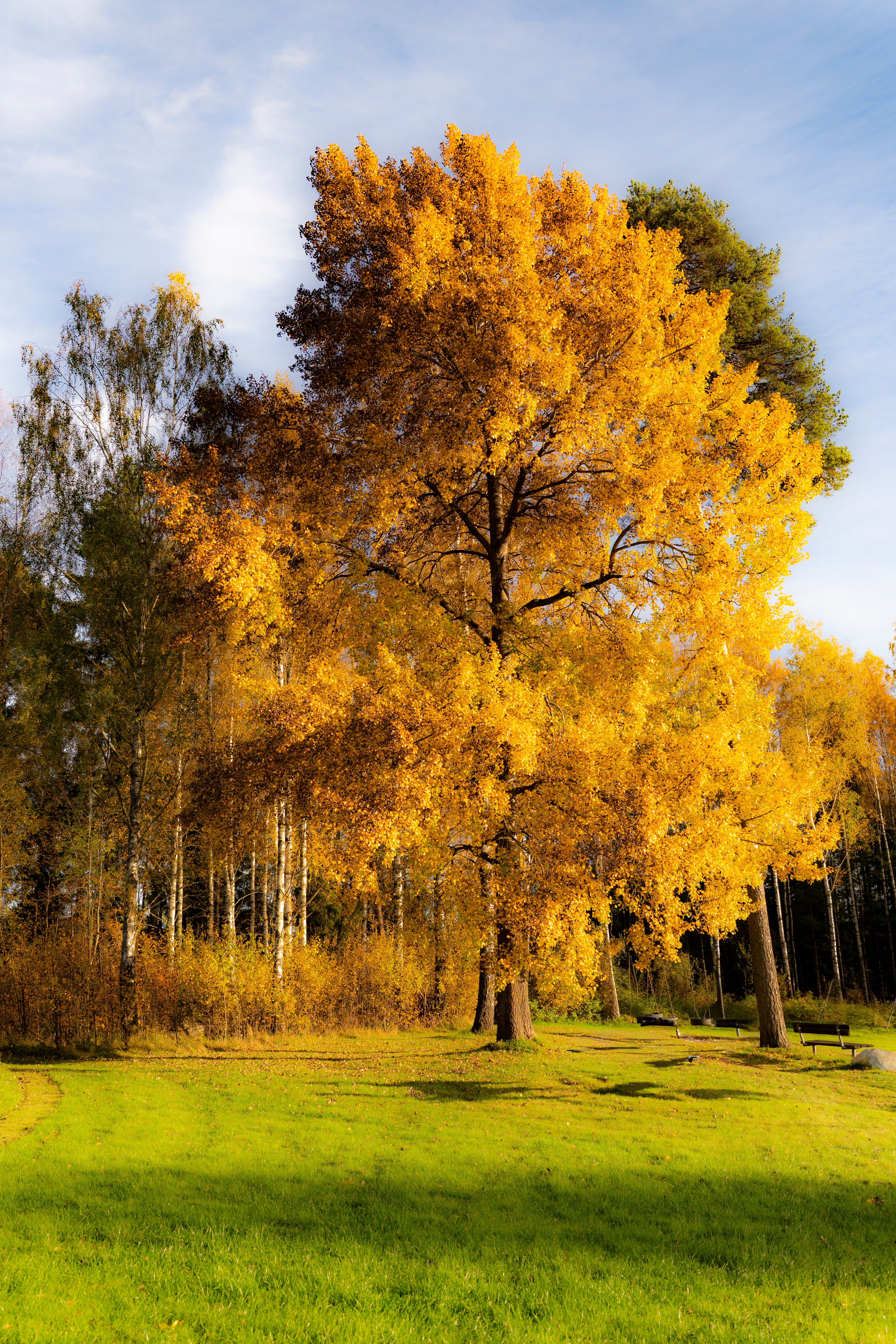 Golden Autumn Tree in Bright Sunlight · Free Stock Photo