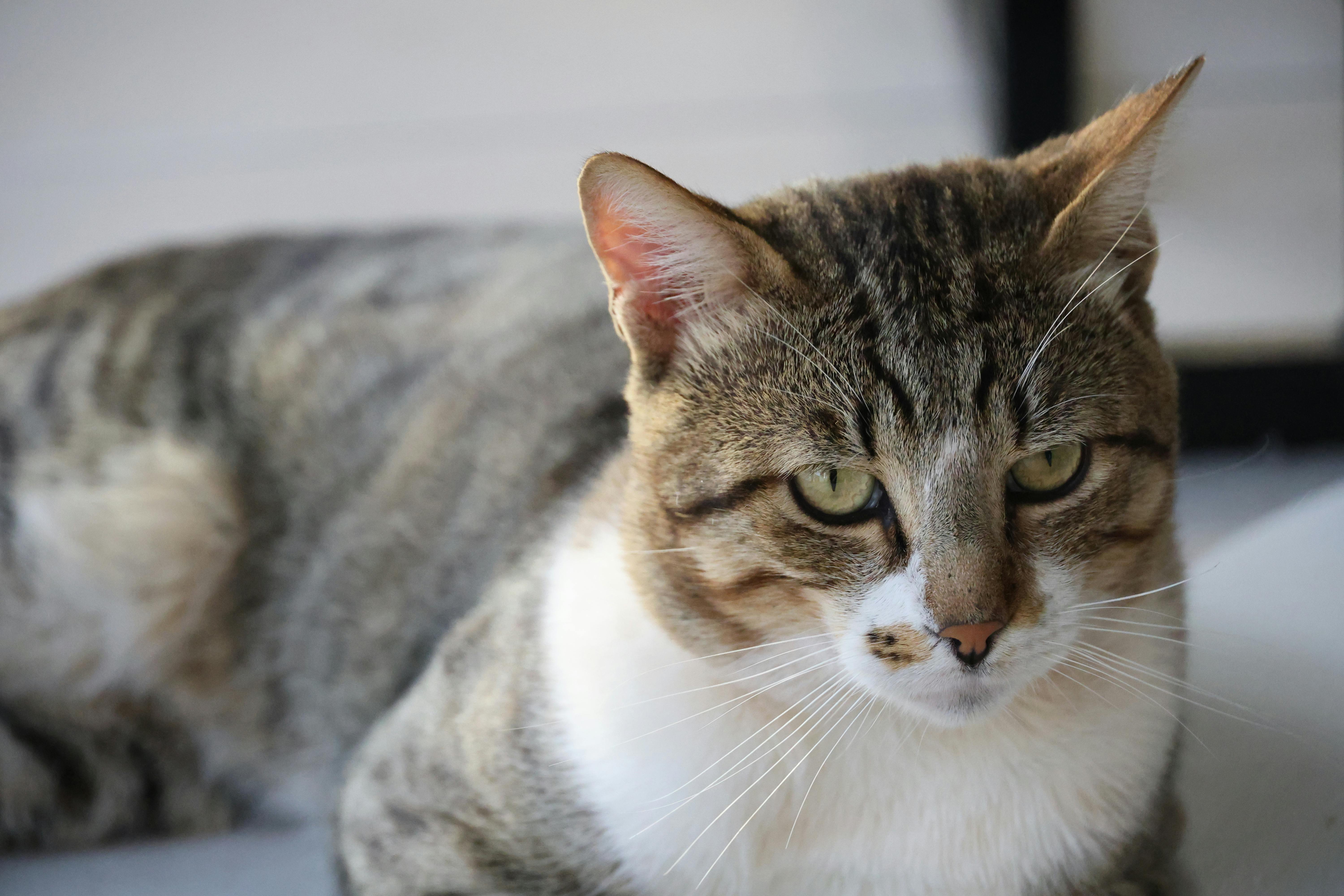 Belleza dos pets idosos: a importância dos suplementos para articulações.