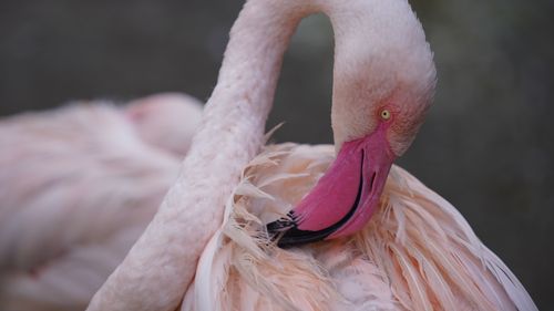 Free A pink flamingo preens its feathers in a serene moment, showcasing vibrant plumage. Stock Photo