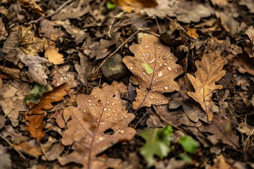 Free Detailed view of dewy oak leaves on a forest floor, symbolizing autumn's natural beauty. Stock Photo
