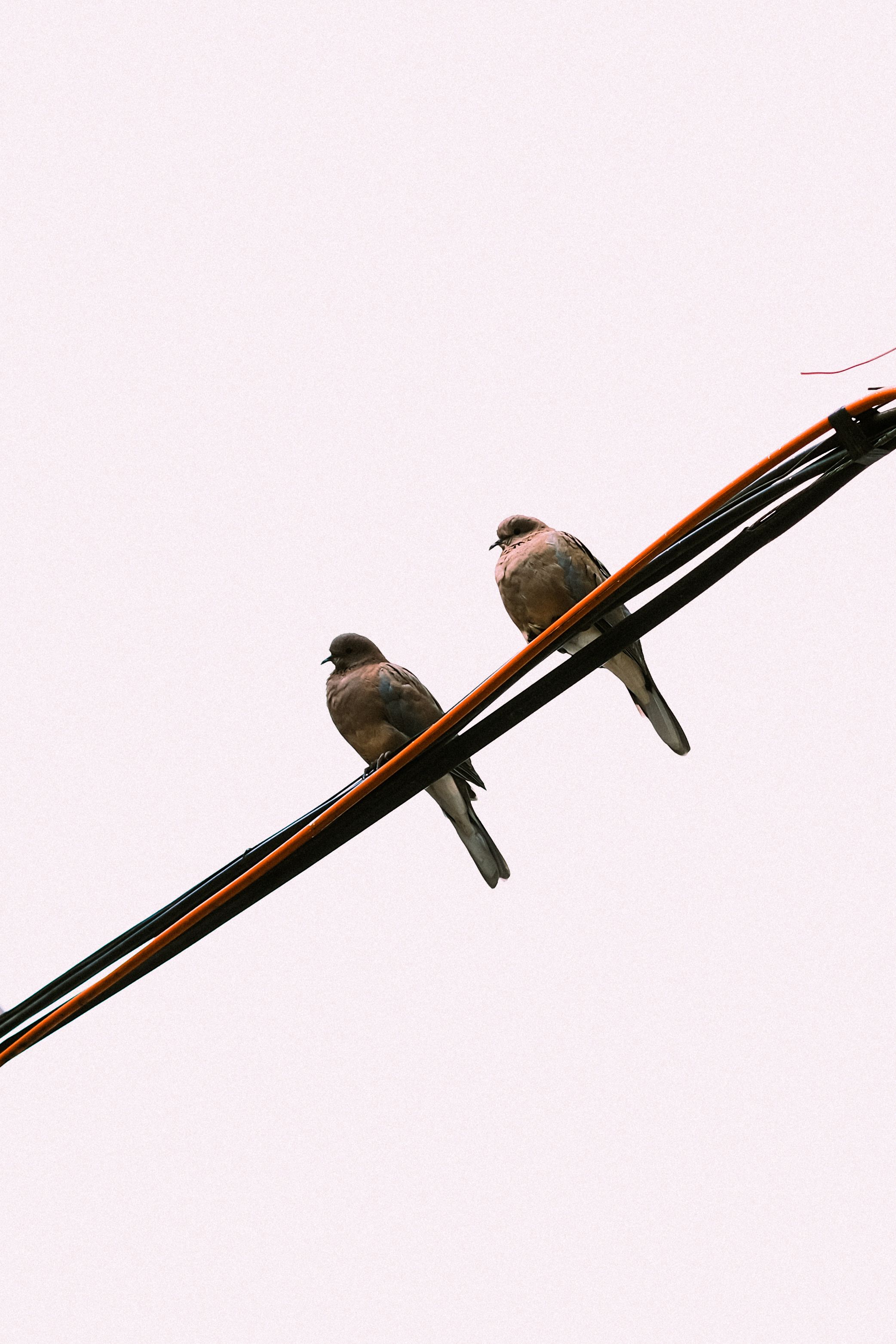 Minimalist image of two birds perched on power lines against a soft background, showcasing nature and urban life.