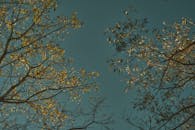 Artistic Autumn Trees Against a Clear Sky