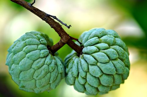 Free Close-up of two sugar apple fruits on a branch with a blurred green background. Stock Photo