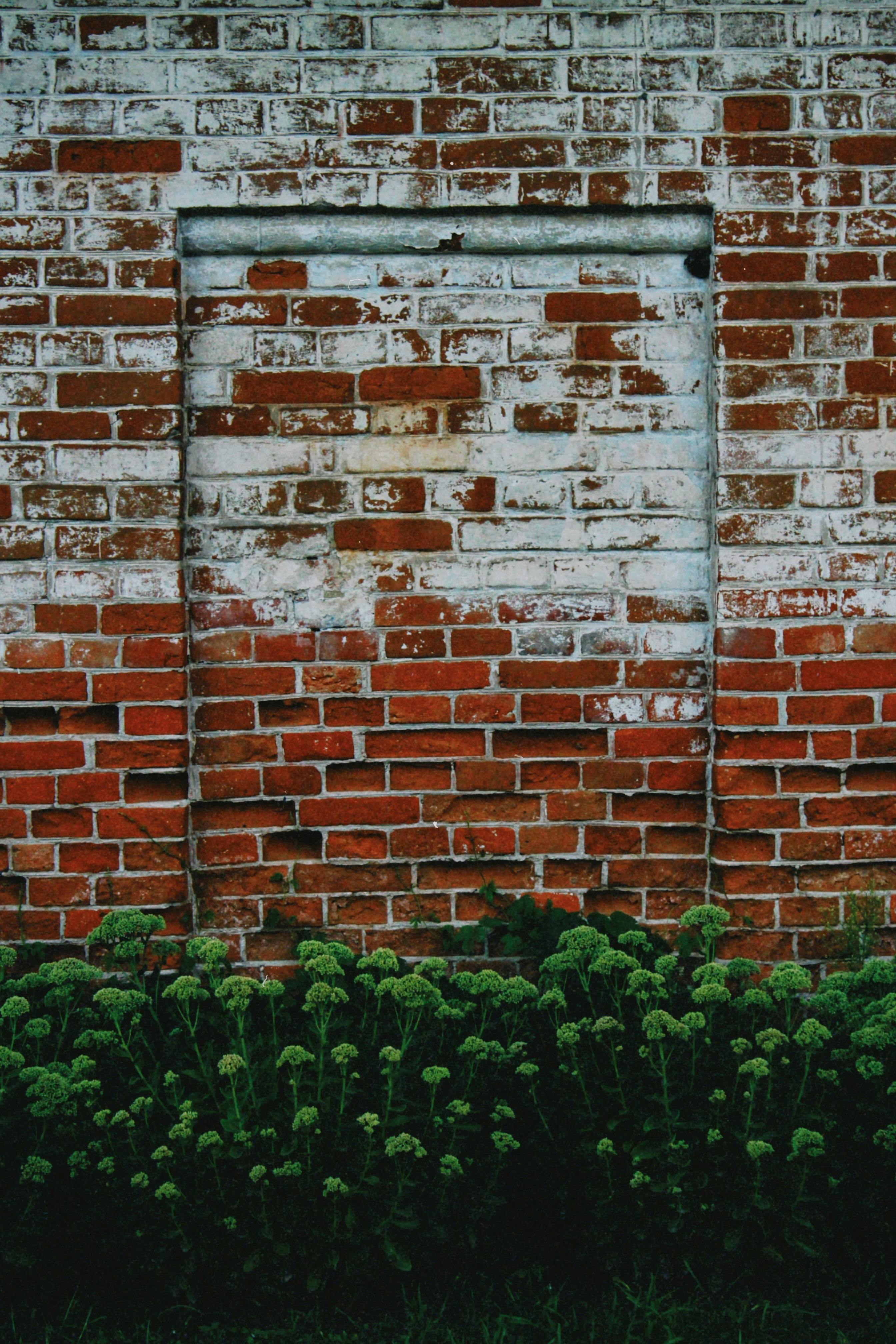 Gratis Una pared de ladrillos rústicos con ladrillos rojos y blancos texturizados, enmarcada por un exuberante follaje verde. Foto de stock