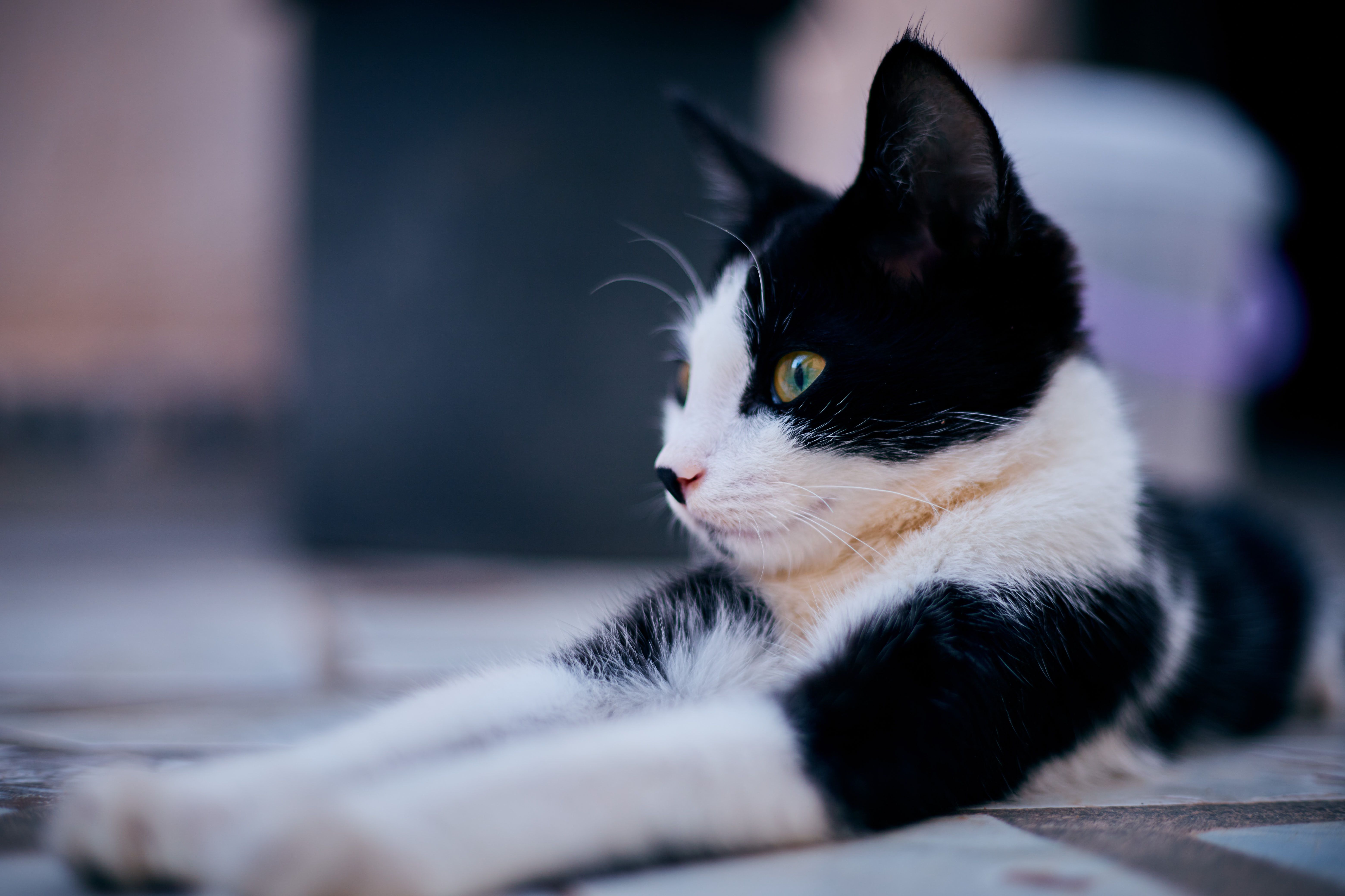 pet care pet safety — Photo by G star Media on Pexels
