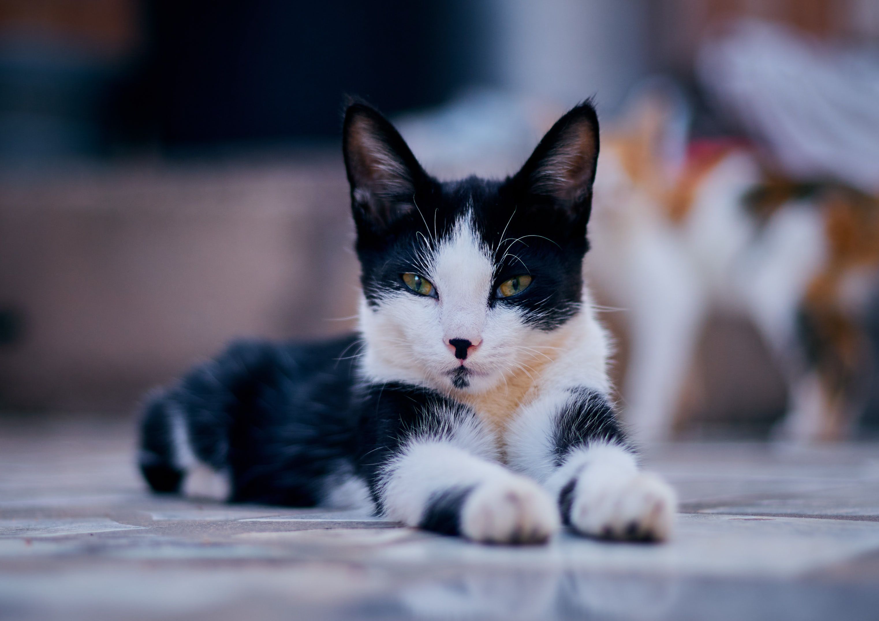 White And Black Cat Lying On Floor · Free Stock Photo