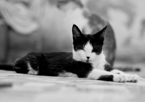 Free A black and white cat is lying on the pavement with eyes closed. Peaceful moment. Stock Photo