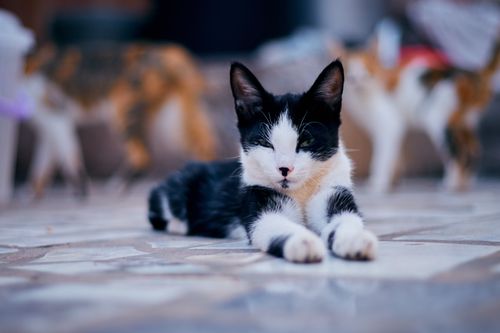Free Charming black and white kitten lounging on a sunny day, exuding calm and cuteness. Stock Photo