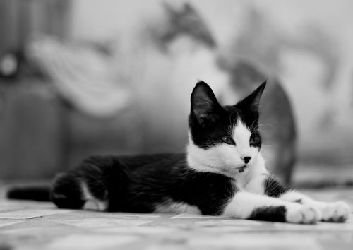 Free A black and white cat stretches out leisurely on the floor, creating a serene and calm atmosphere. Stock Photo