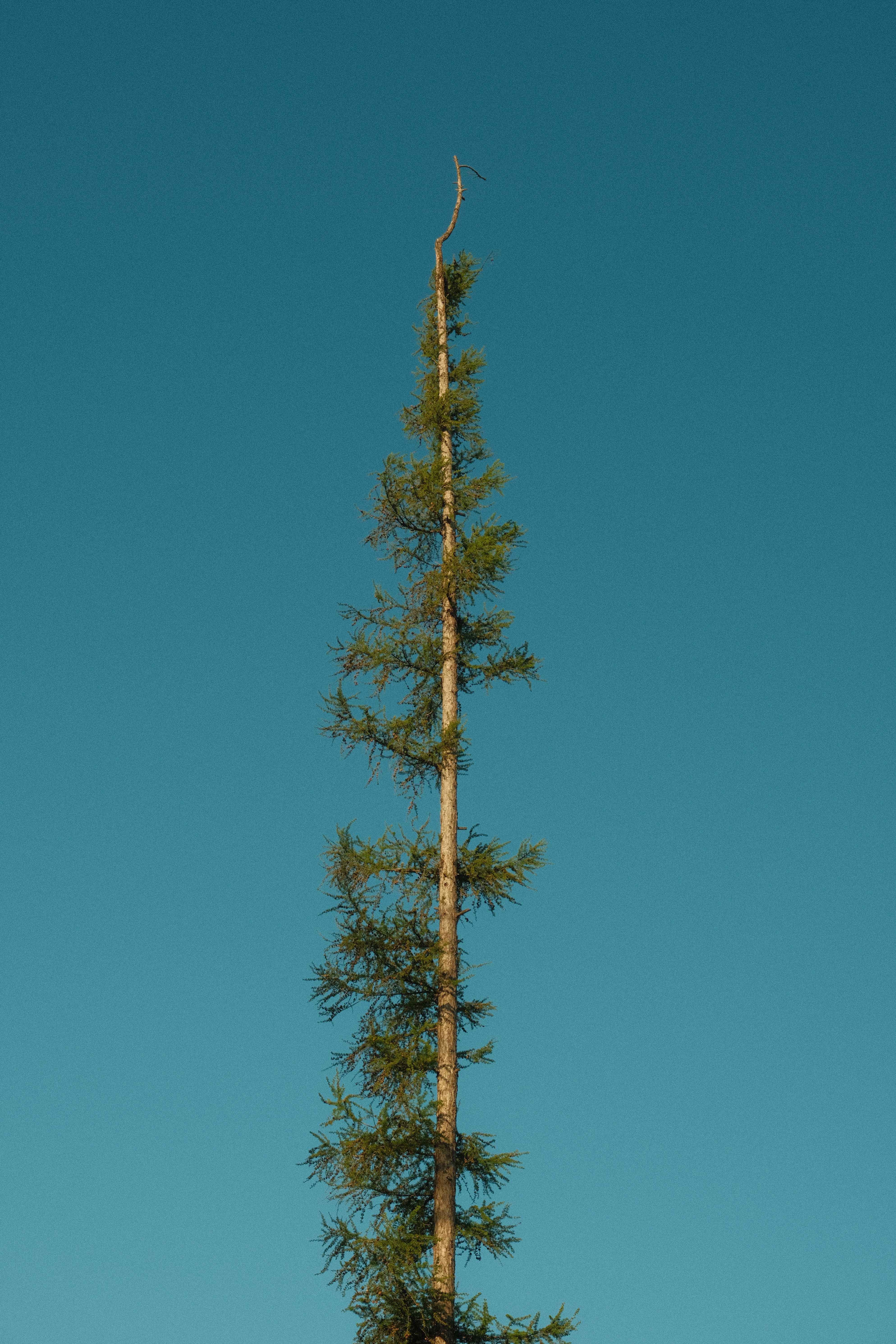 A lone pine tree extends into a bright blue sky, highlighting its towering structure.