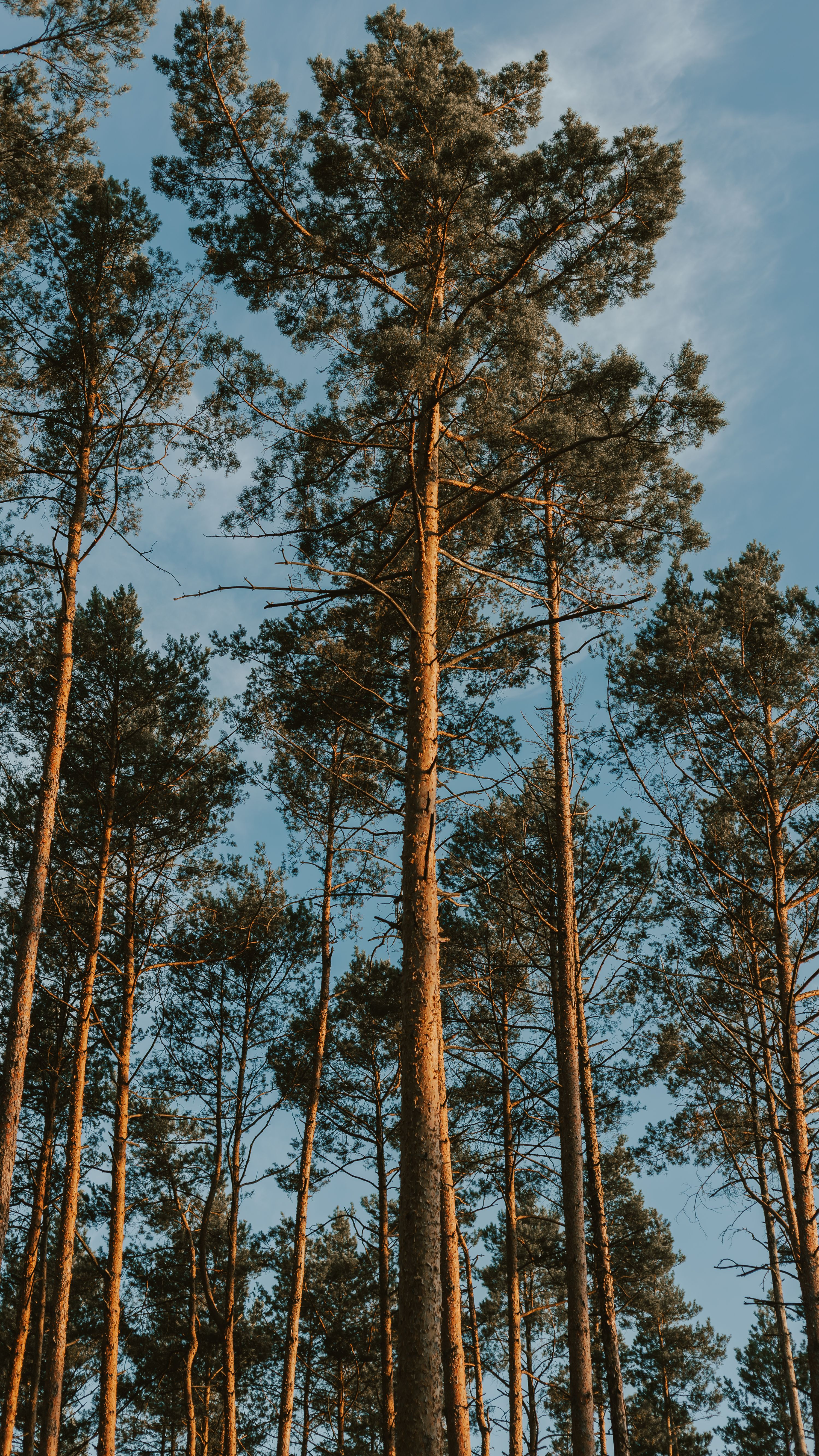 Tall Pine Trees Against a Bright Blue Sky · Free Stock Photo