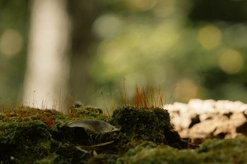 Free Detailed macro shot showcasing moss and sprouting plants on a log in a forest environment. Stock Photo