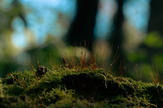 Macro shot of lush green moss with delicate sprouts in a sunlit forest setting.