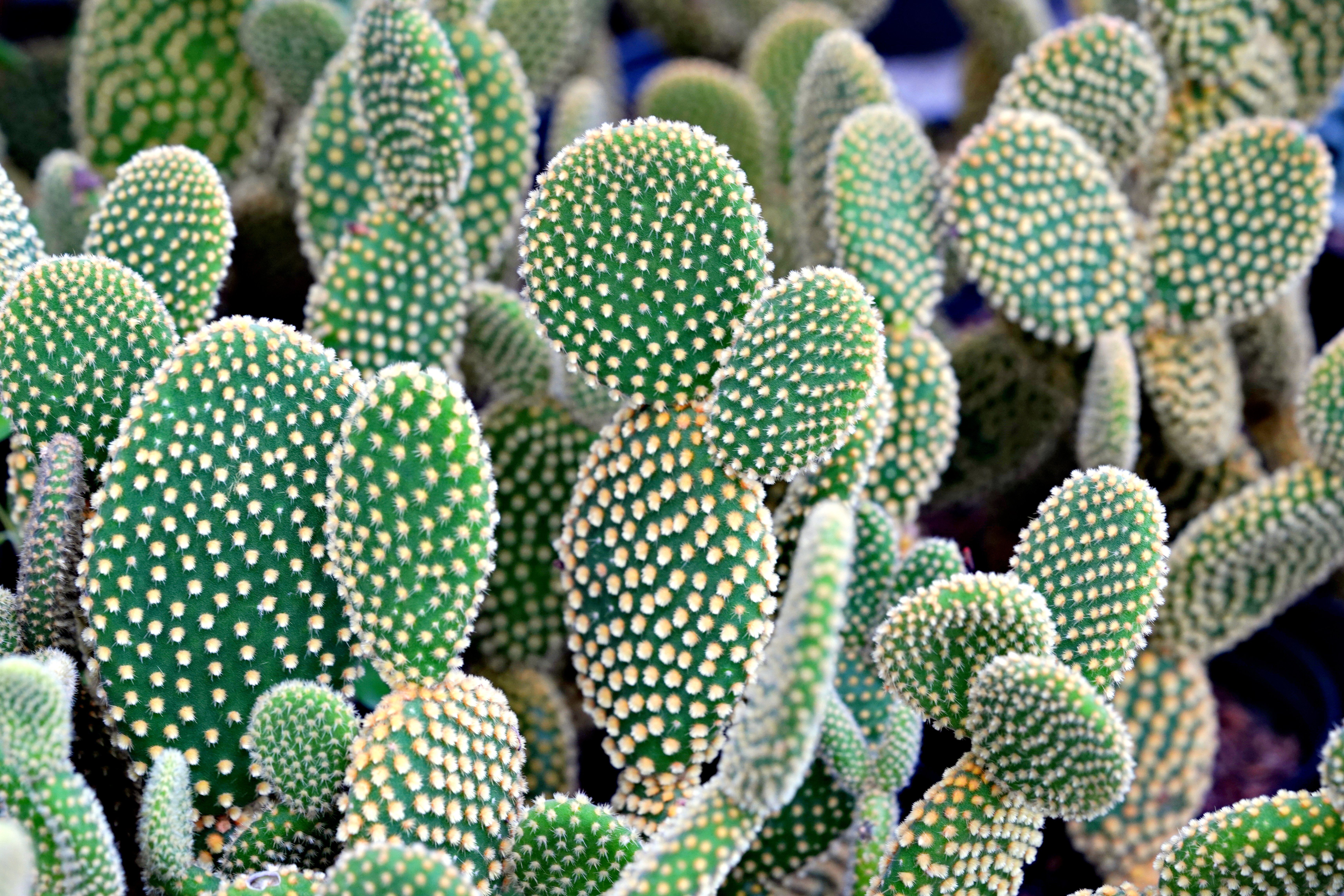 Close-up of Prickly Pear Cacti with Spines · Free Stock Photo