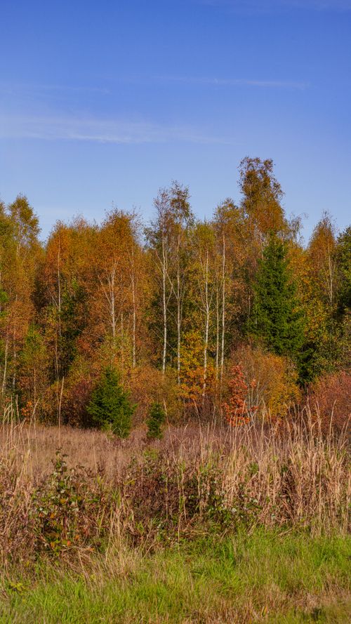 Free Beautiful autumn forest landscape featuring colorful foliage under a clear blue sky. Stock Photo