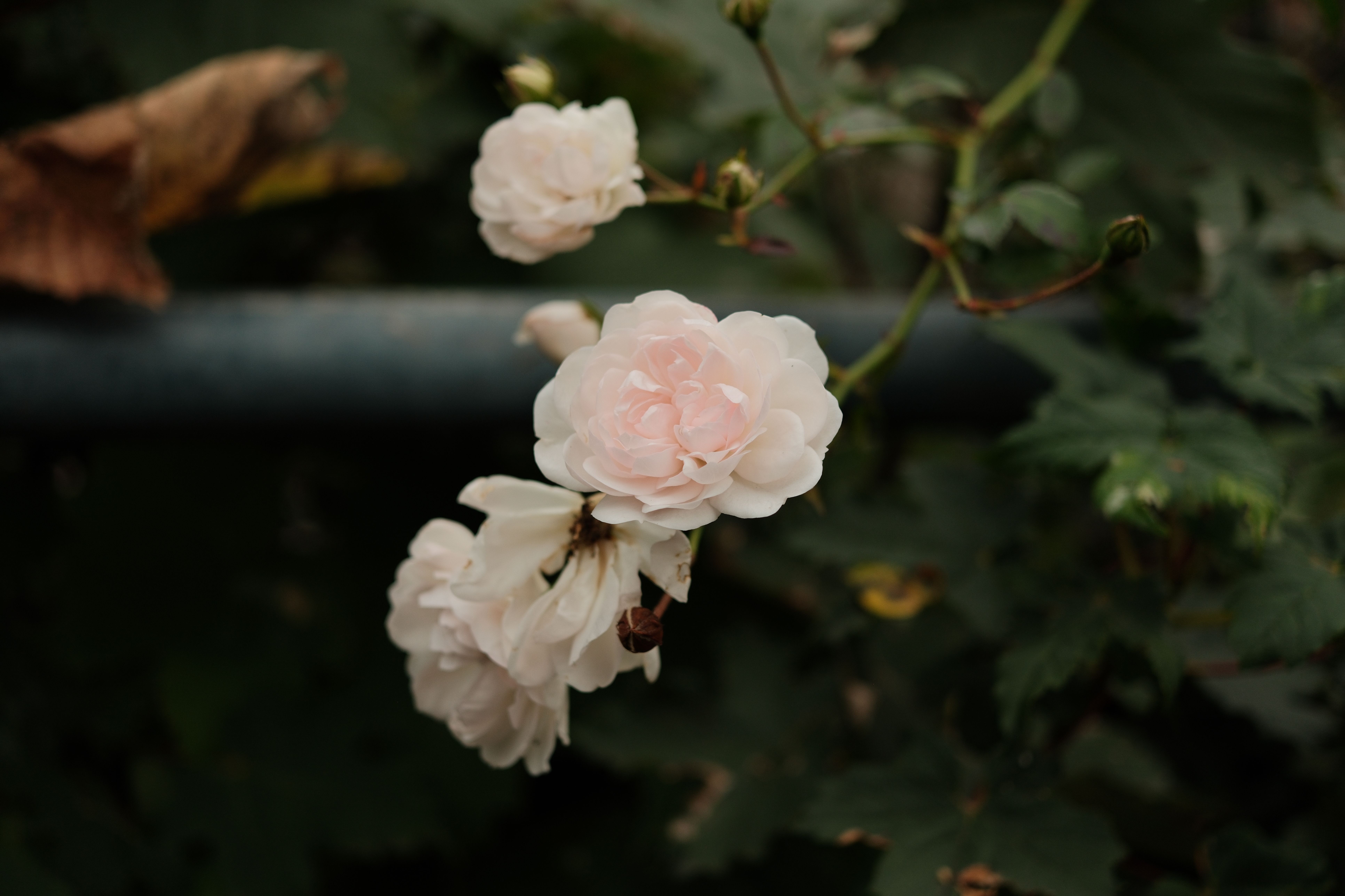 Delicate Pink Roses in Garden Setting · Free Stock Photo