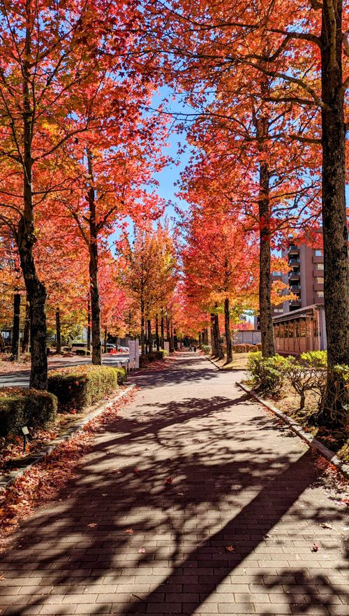 Free A serene walkway flanked by vibrant red maples showcasing autumn's beauty. Stock Photo