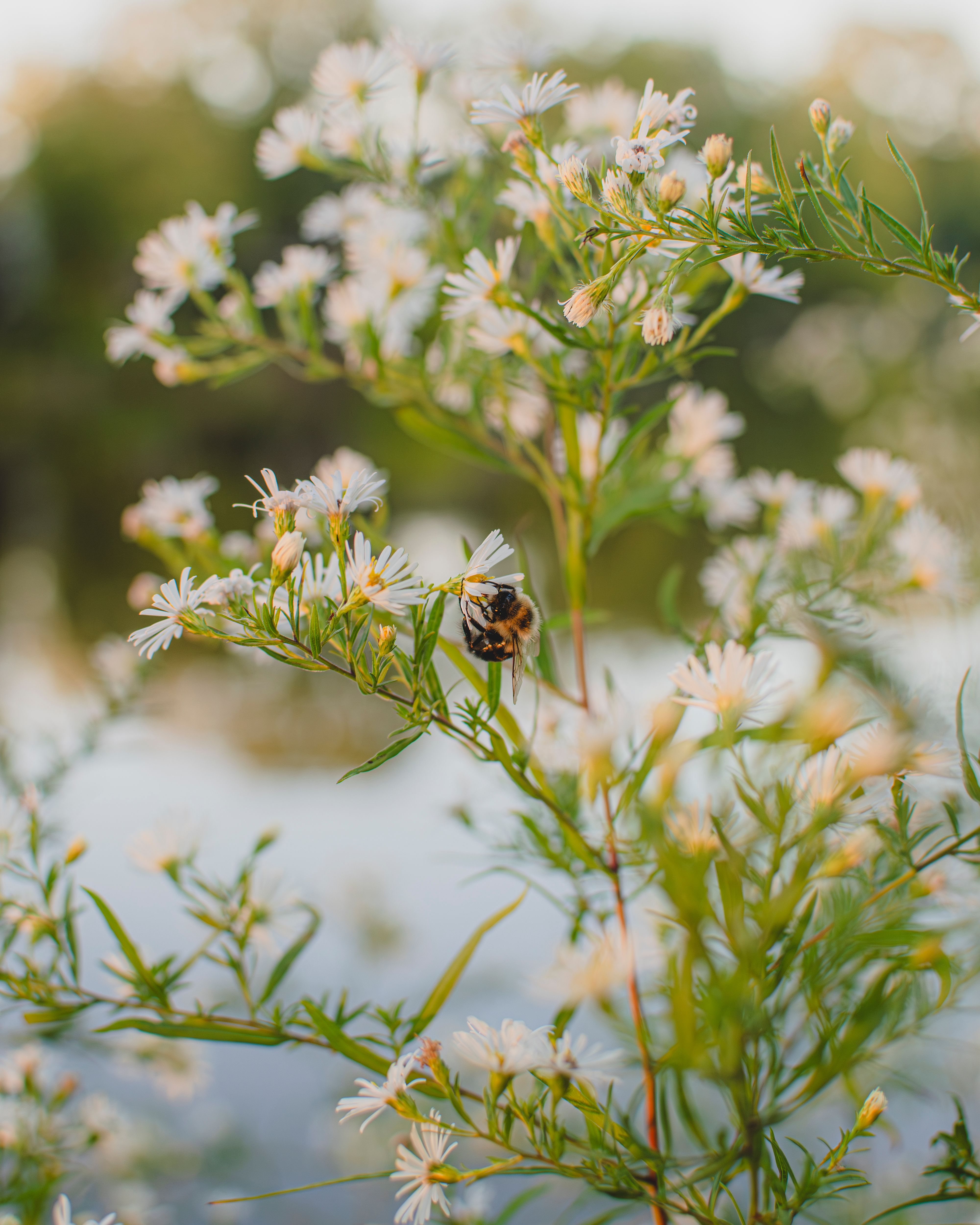 Bee Pollinating Wildflowers in Early Fall · Free Stock Photo