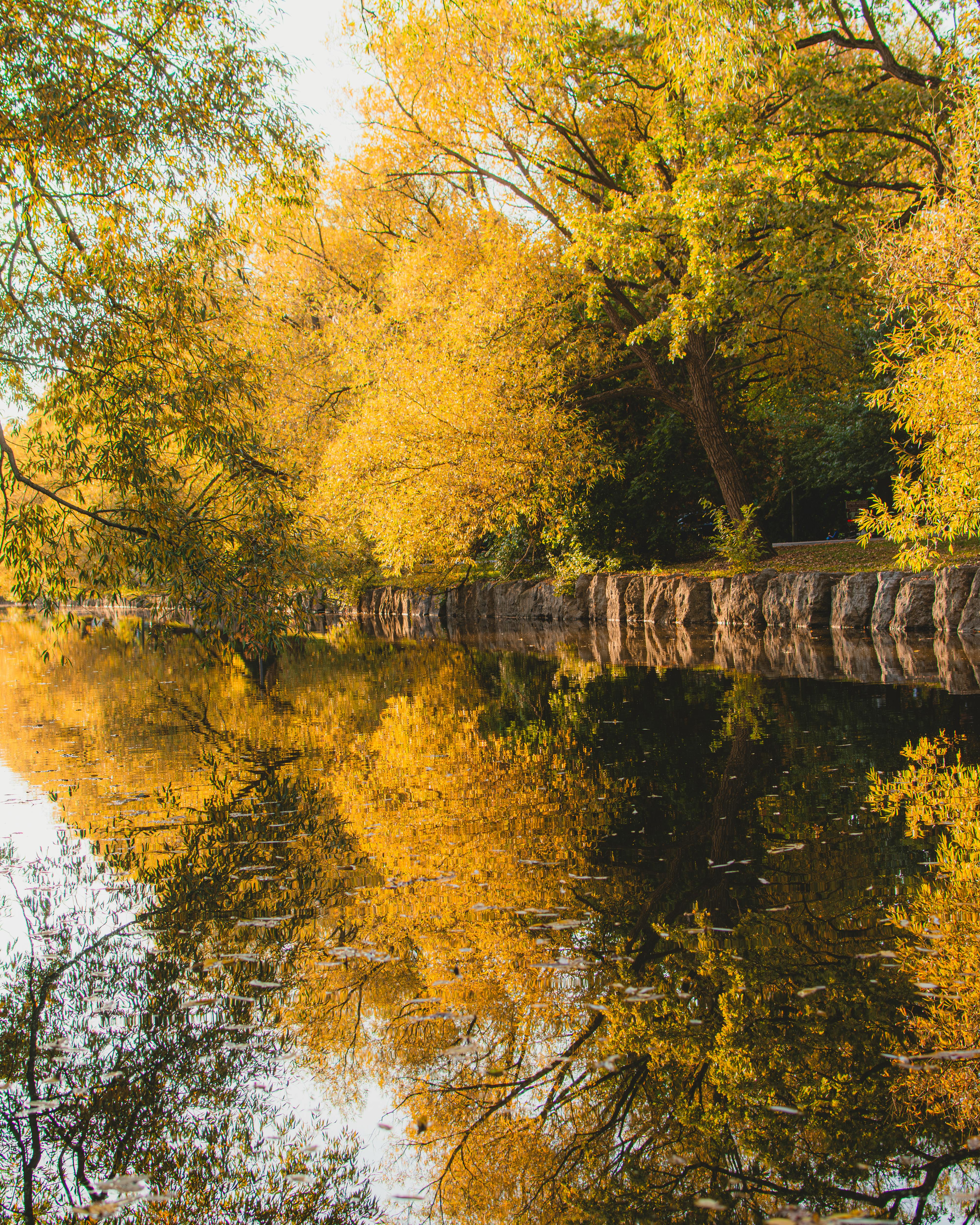 Golden autumn trees reflecting in a serene river at Stratford, Ontario, capturing seasonal beauty.