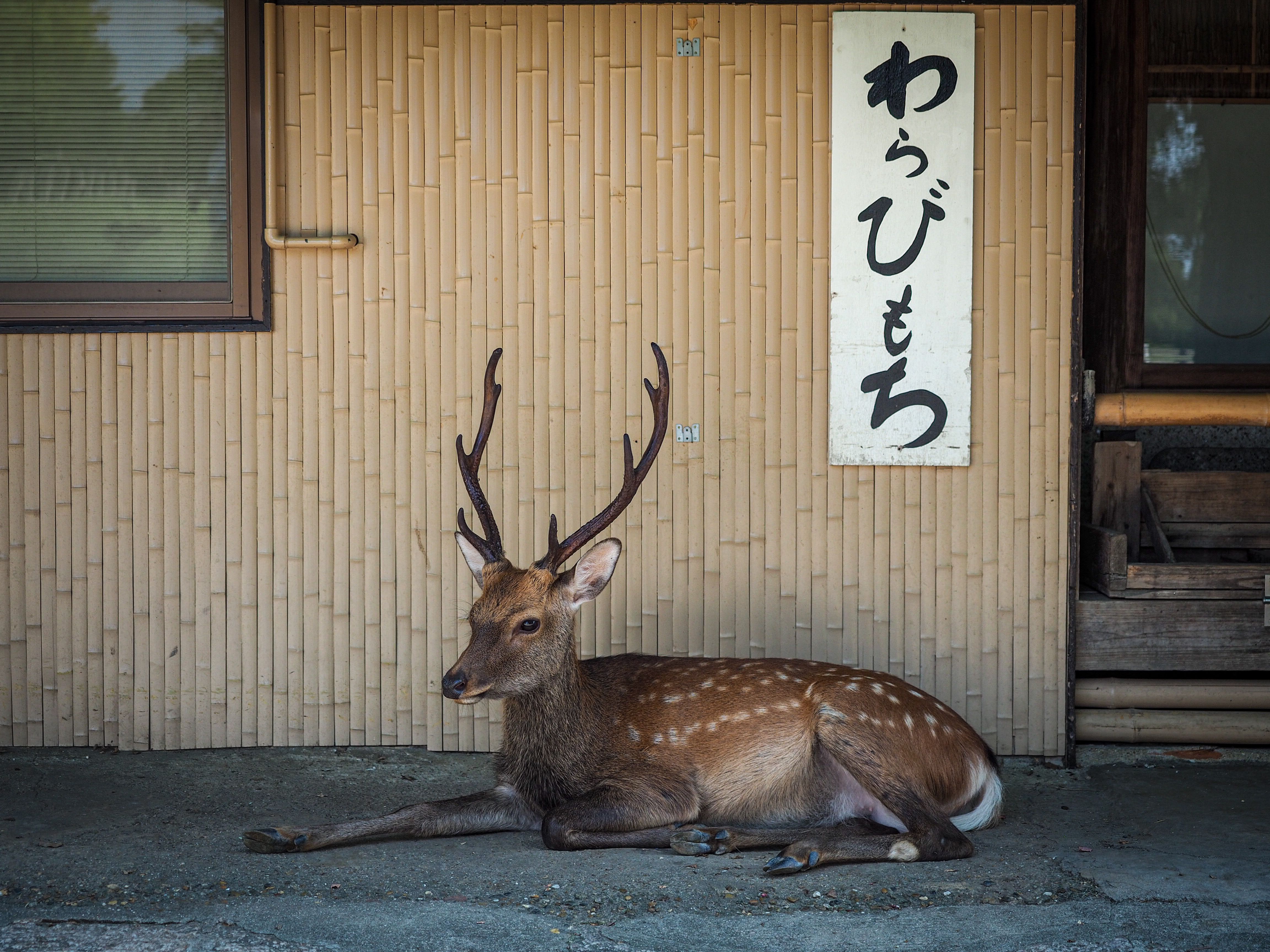 A Sika deer with large antlers rests beside a Japanese structure displaying Japanese signage.