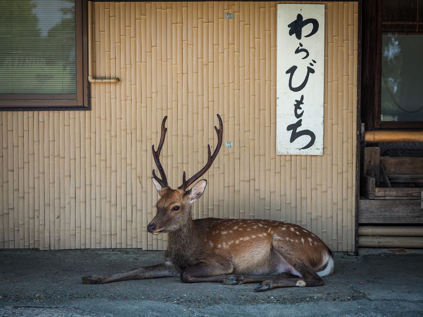 A Sika deer with large antlers rests beside a Japanese structure displaying Japanese signage.