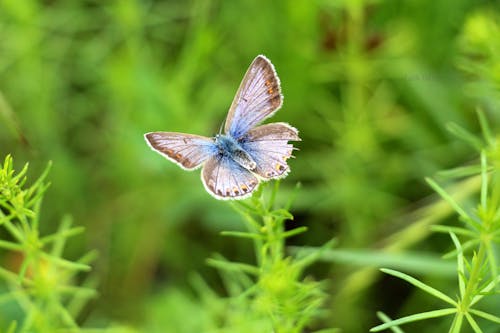 Free Gray and Blue Butterfly Stock Photo